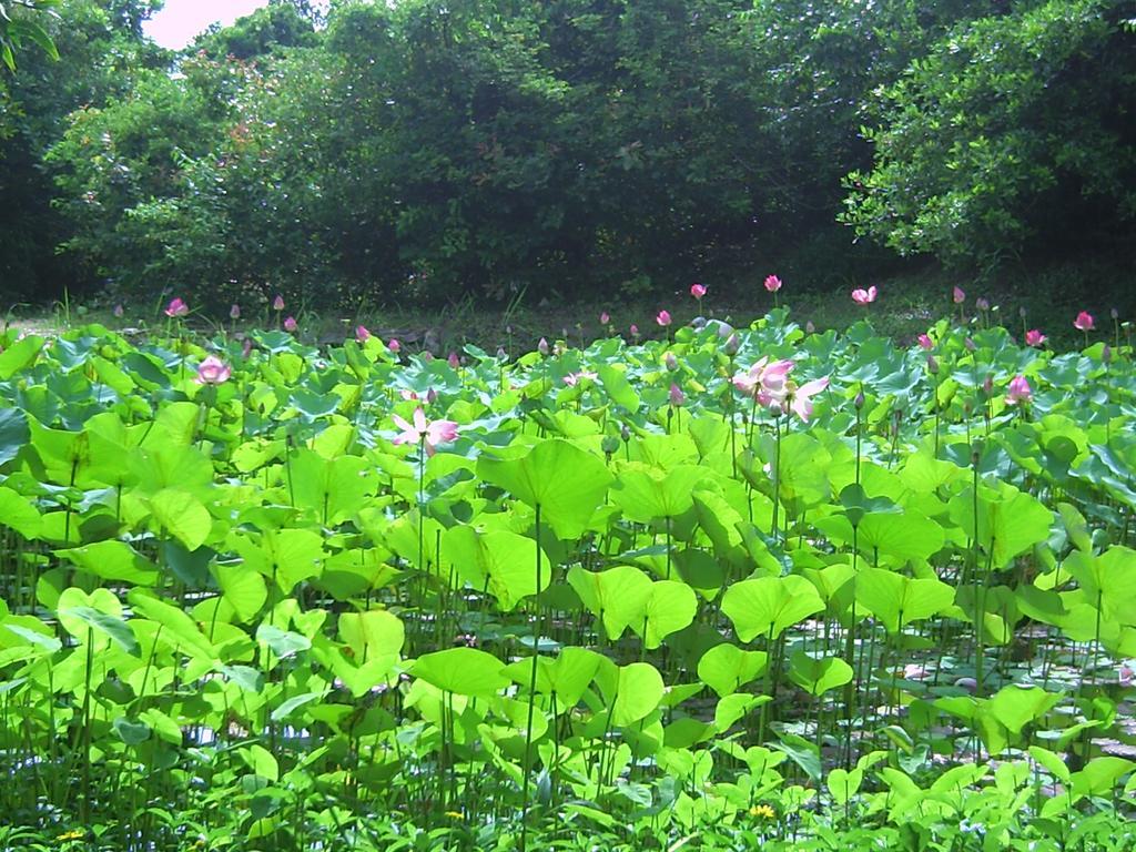 리버 레이 에스테이트 리조트 Loc An 외부 사진